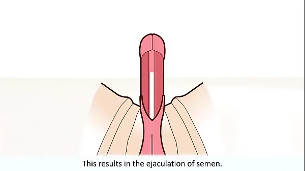 Hot The male orgasm explained fresh Tube