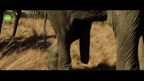 Varmt Elephant party 2016 frisk rør