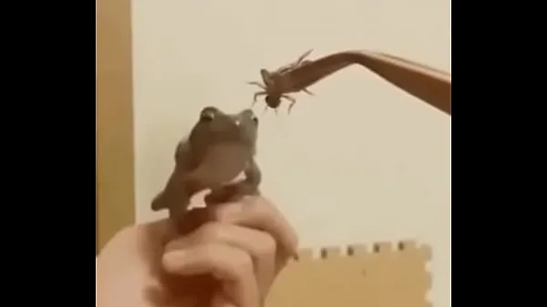 Kuuma Suicidal frog tuore putki